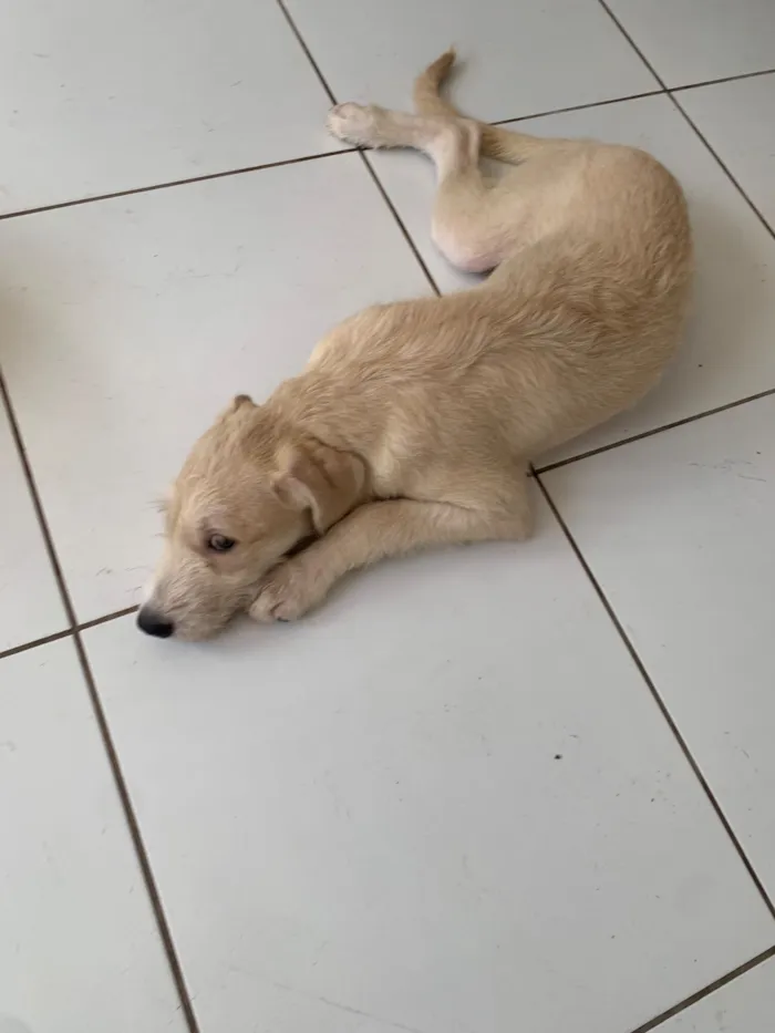 Cachorro raça SRD-ViraLata idade 2 a 6 meses nome Não tem