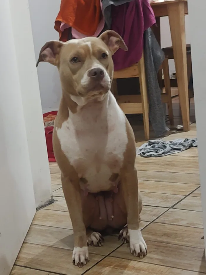 Cachorro raça Pit-Bull idade 4 anos nome Zara 