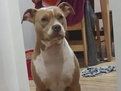 Cachorro raça Pit-Bull idade 4 anos nome Zara 