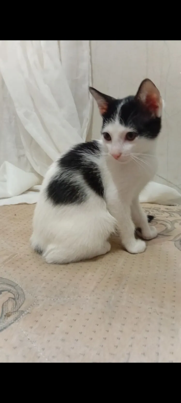 Gato raça SRD-ViraLata idade 2 a 6 meses nome pipoca