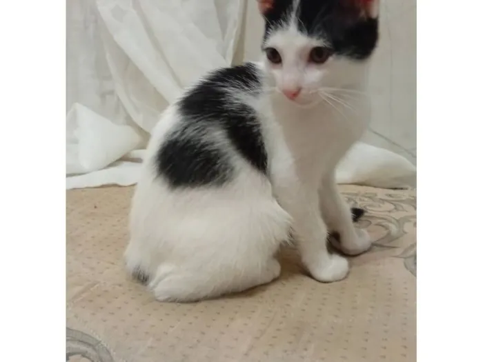 Gato raça SRD-ViraLata idade 2 a 6 meses nome pipoca