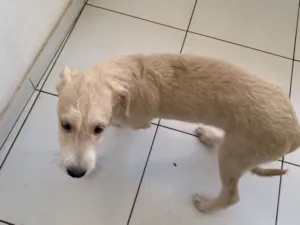 Cachorro raça SRD-ViraLata idade 2 a 6 meses nome Não tem