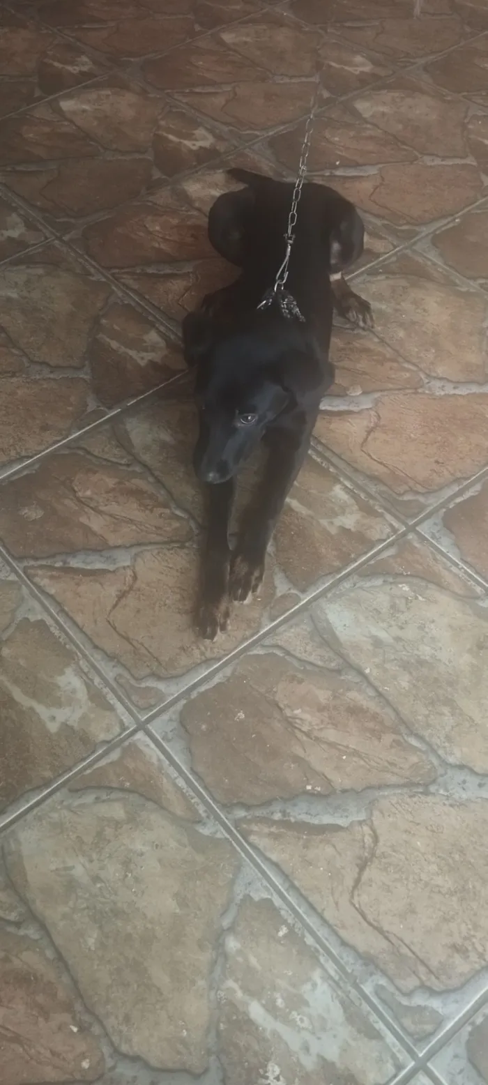 Cachorro raça SRD-ViraLata idade 7 a 11 meses nome Scooby 