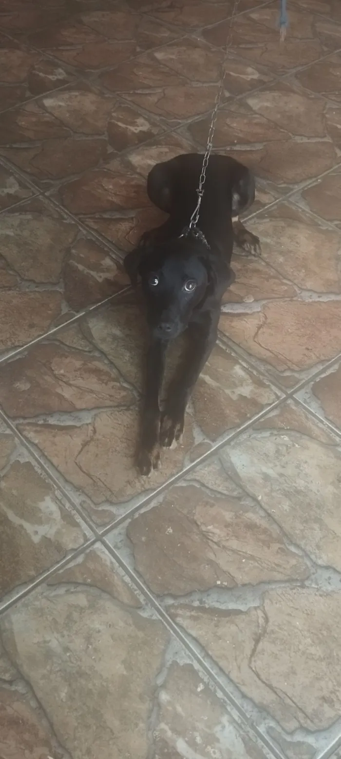 Cachorro raça SRD-ViraLata idade 7 a 11 meses nome Scooby 