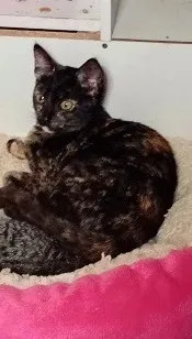 Gato raça SRD-ViraLata idade 2 a 6 meses nome faisca