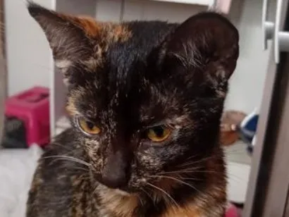 Gato raça SRD-ViraLata idade 2 a 6 meses nome faisca