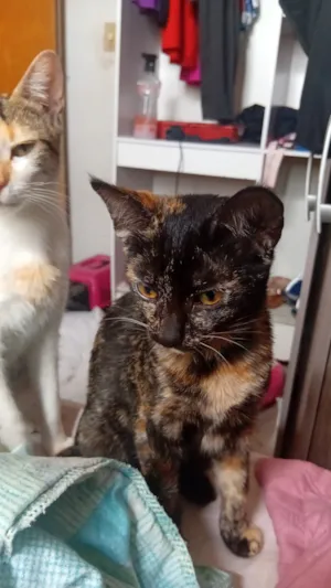 Gato raça SRD-ViraLata idade 2 a 6 meses nome faisca