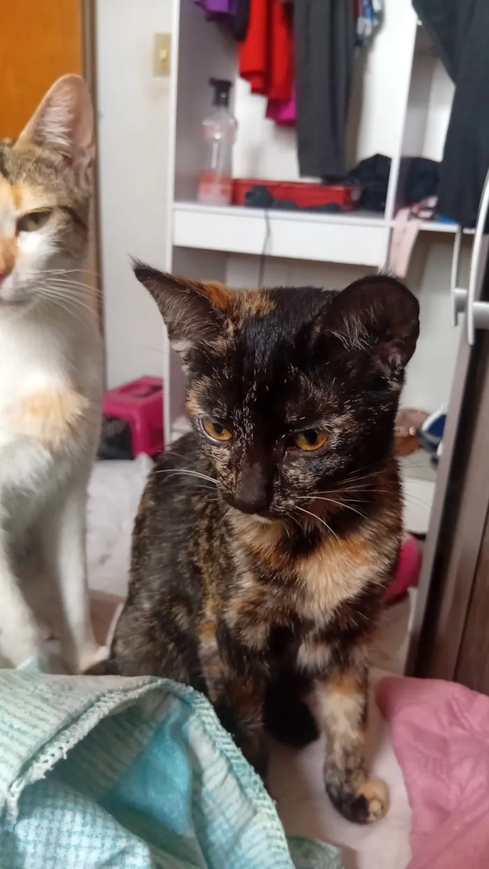 Gato raça SRD-ViraLata idade 2 a 6 meses nome faisca