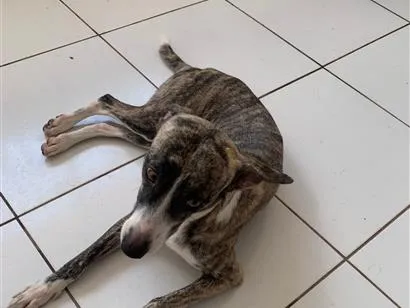 Cachorro raça SRD-ViraLata idade 1 ano nome Maya
