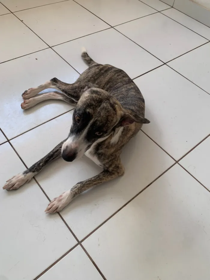 Cachorro raça SRD-ViraLata idade 1 ano nome Maya