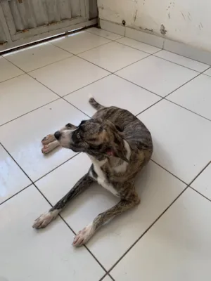 Cachorro raça SRD-ViraLata idade 1 ano nome Maya