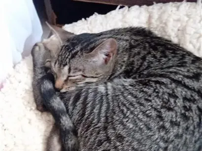 Gato raça SRD-ViraLata idade 2 a 6 meses nome chaninha