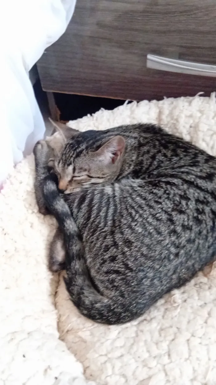 Gato raça SRD-ViraLata idade 2 a 6 meses nome chaninha