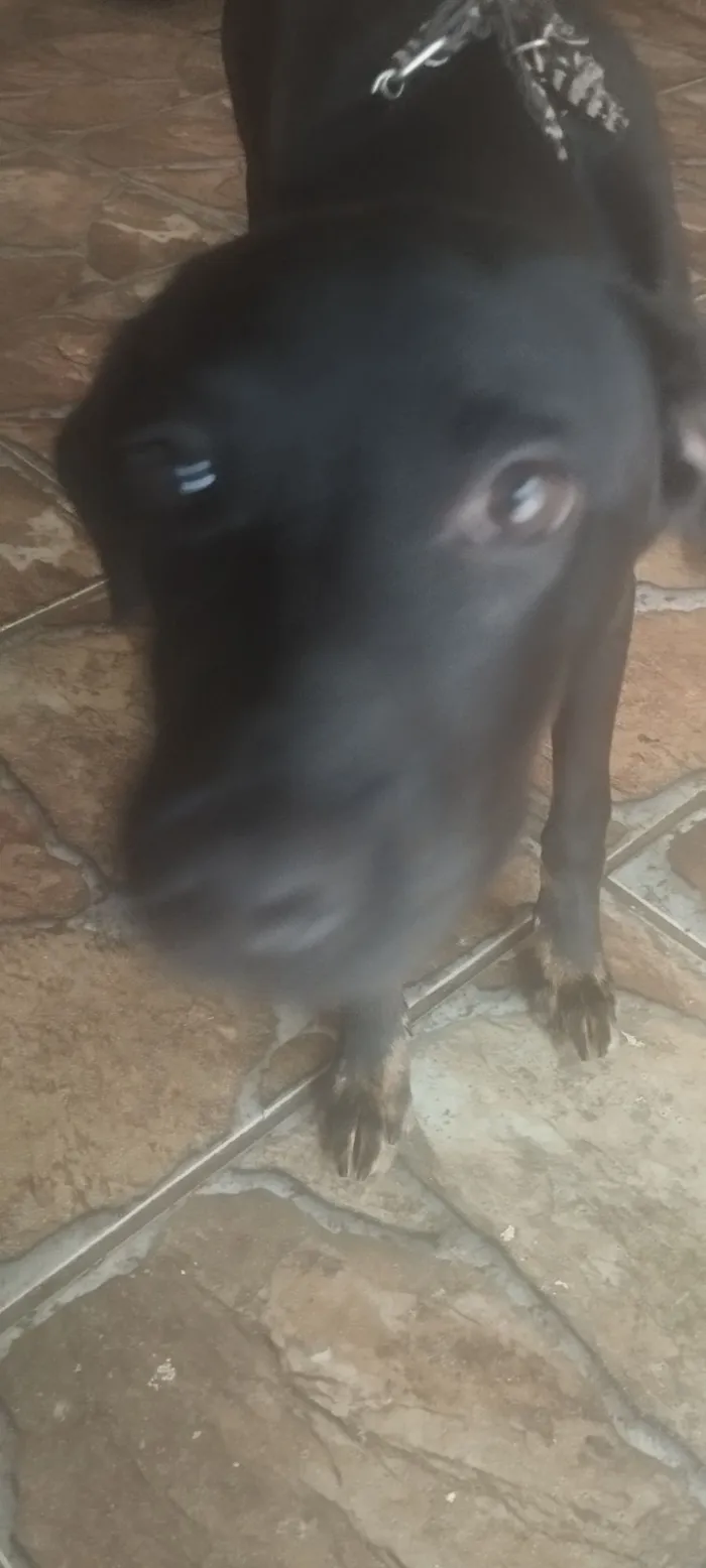 Cachorro raça SRD-ViraLata idade 7 a 11 meses nome Scooby 