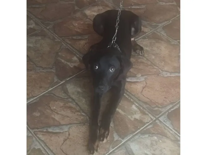 Cachorro raça SRD-ViraLata idade 7 a 11 meses nome Scooby 