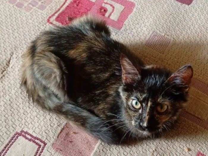 Gato raça SRD-ViraLata idade 2 a 6 meses nome Nao possui