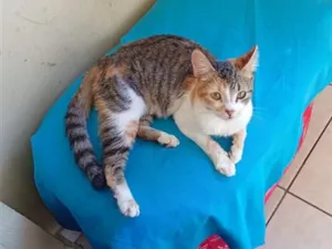 Gato raça SRD-ViraLata idade 7 a 11 meses nome Nao possui