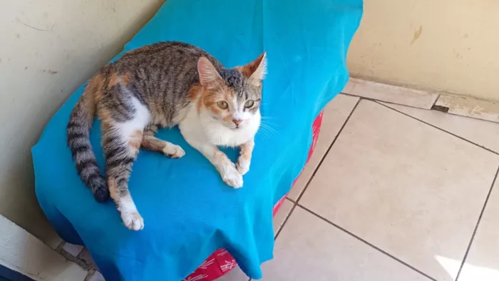 Gato raça SRD-ViraLata idade 7 a 11 meses nome Nao possui