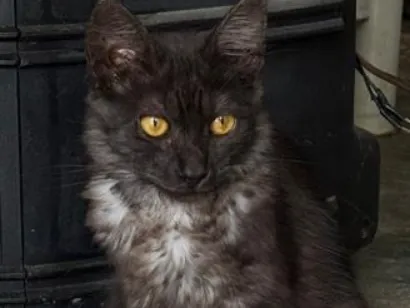 Gato raça SRD-ViraLata idade 7 a 11 meses nome Lari