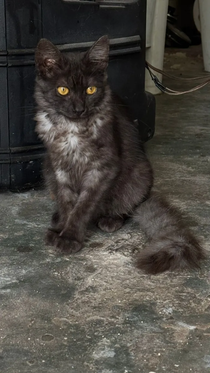 Gato raça SRD-ViraLata idade 7 a 11 meses nome Lari