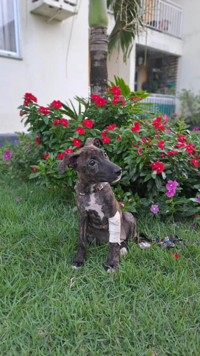 Cachorro raça SRD-ViraLata idade 2 a 6 meses nome Ruiva