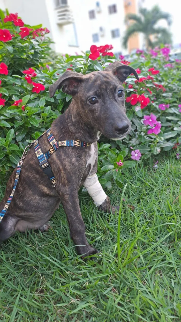 Cachorro raça SRD-ViraLata idade 2 a 6 meses nome Ruiva