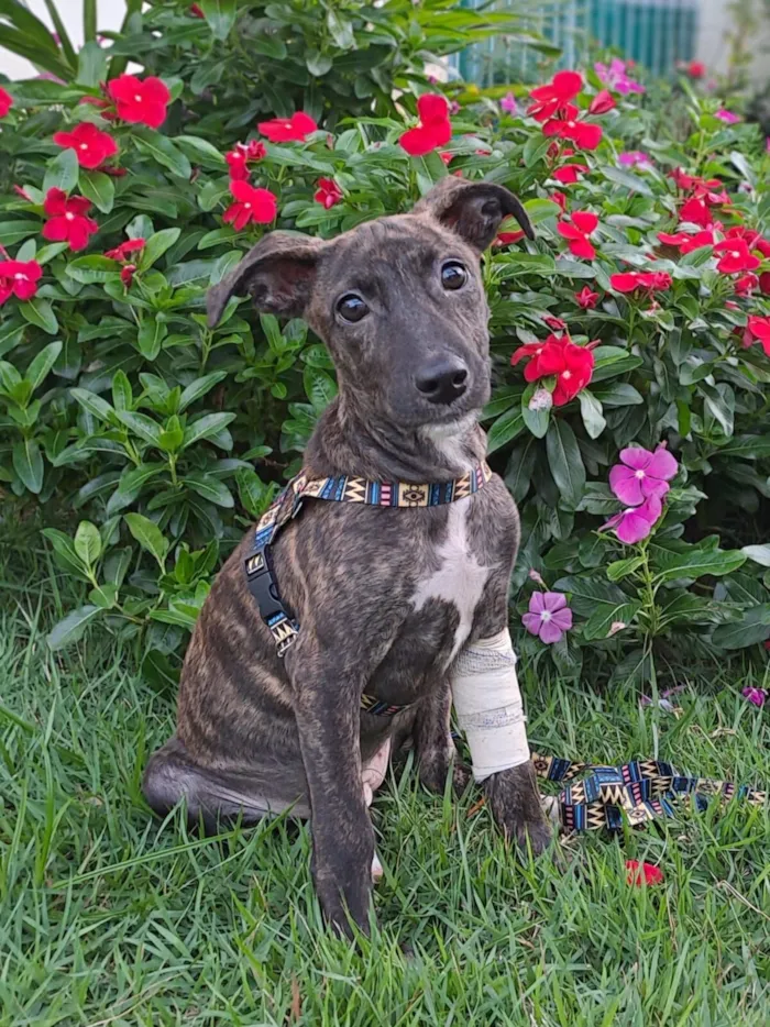 Cachorro raça SRD-ViraLata idade 2 a 6 meses nome Ruiva