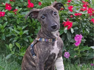 Cachorro raça SRD-ViraLata idade 2 a 6 meses nome Ruiva