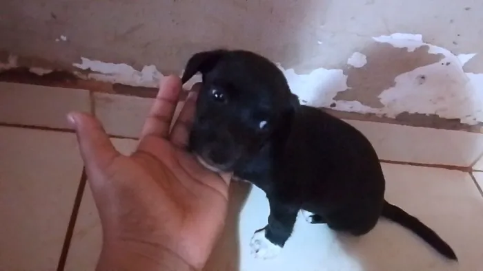 Cachorro raça SRD-ViraLata idade Abaixo de 2 meses nome não tem nome