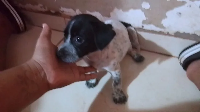 Cachorro raça SRD-ViraLata idade Abaixo de 2 meses nome não tem nome