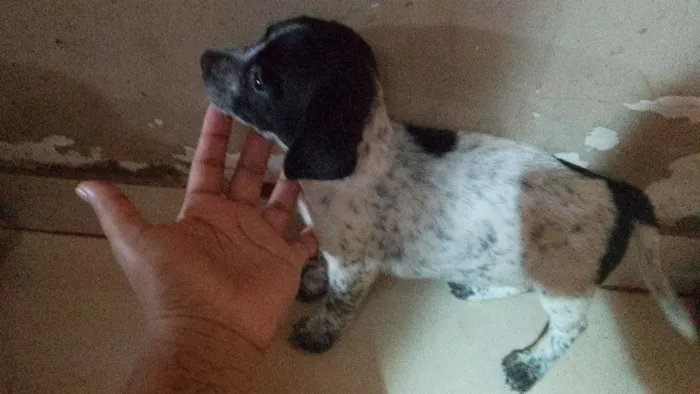 Cachorro raça SRD-ViraLata idade Abaixo de 2 meses nome não tem nome