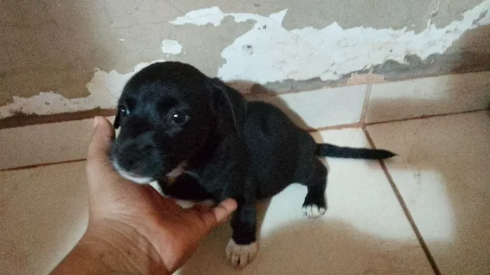 Cachorro raça SRD-ViraLata idade Abaixo de 2 meses nome não tem nome