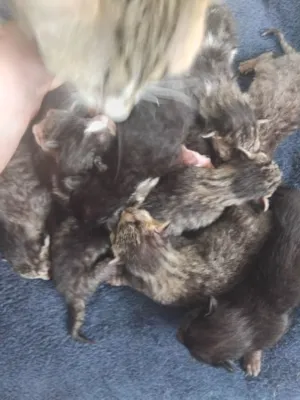 Gato raça SRD-ViraLata idade Abaixo de 2 meses nome Anjinhos