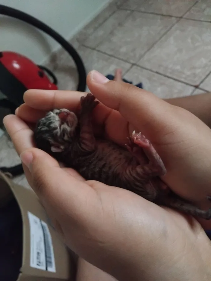 Gato raça SRD-ViraLata idade Abaixo de 2 meses nome Anjinhos