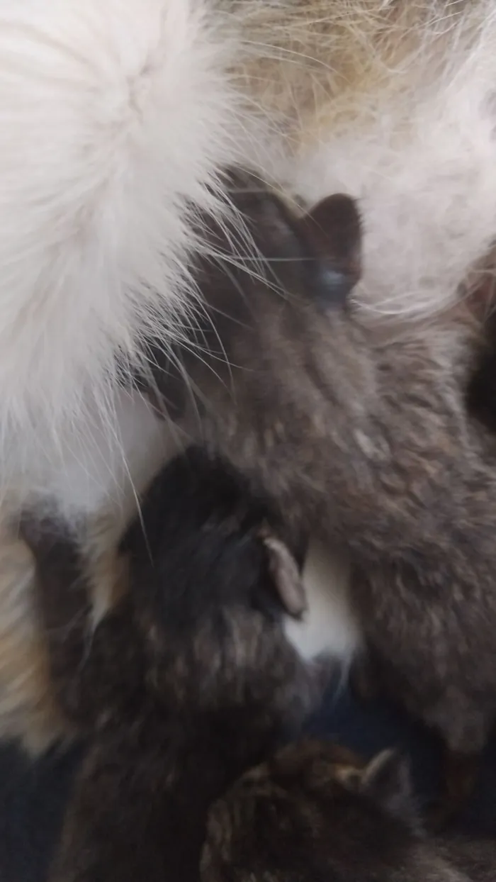 Gato raça SRD-ViraLata idade Abaixo de 2 meses nome Anjinhos