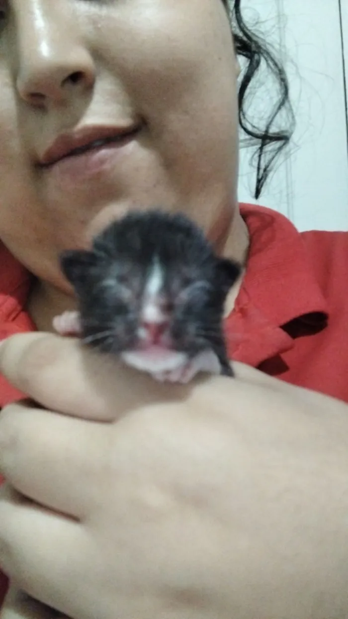 Gato raça SRD-ViraLata idade Abaixo de 2 meses nome Anjinhos