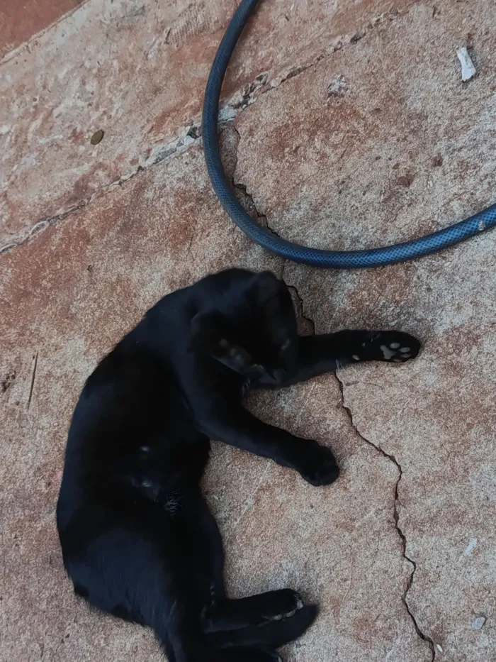 Gato raça SRD-ViraLata idade 2 a 6 meses nome Polenta 
