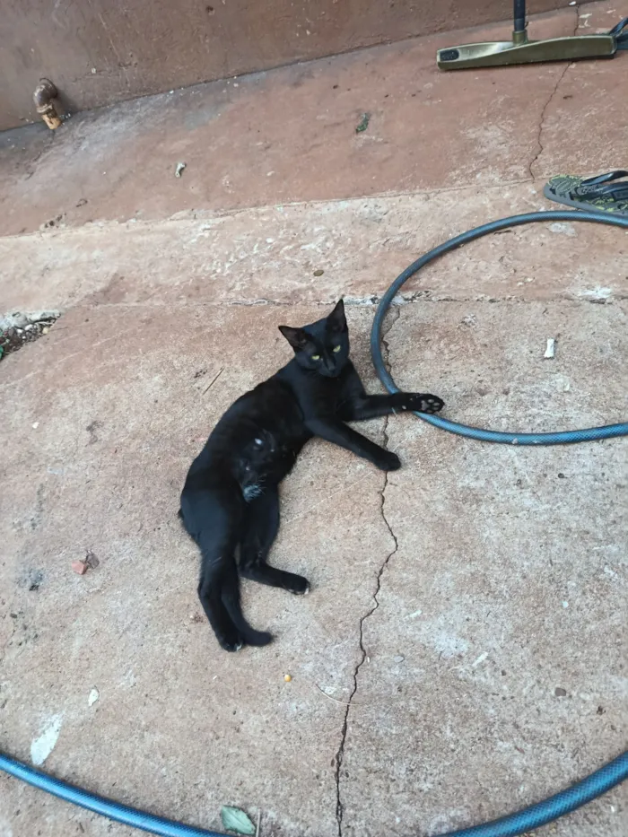 Gato raça SRD-ViraLata idade 2 a 6 meses nome Polenta 