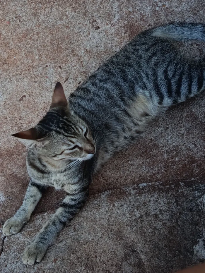 Gato raça SRD-ViraLata idade 2 a 6 meses nome Luna