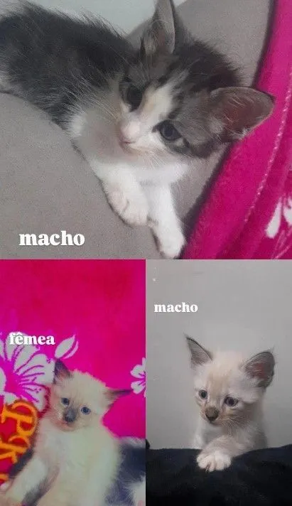 Gato raça SRD-ViraLata idade Abaixo de 2 meses nome serelepe