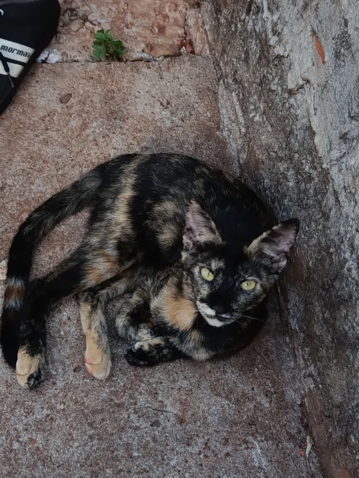 Gato raça SRD-ViraLata idade 2 a 6 meses nome Mingau
