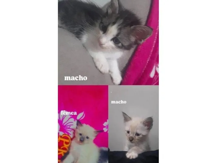 Gato raça SRD-ViraLata idade Abaixo de 2 meses nome serelepe