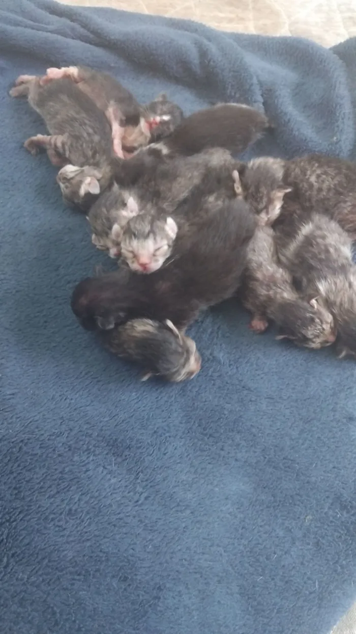 Gato raça SRD-ViraLata idade Abaixo de 2 meses nome O nome é com vcs