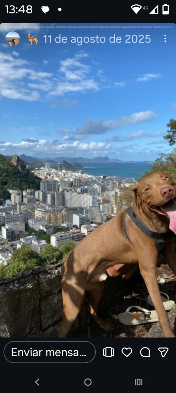 Cachorro raça Labrador idade 4 anos nome luke