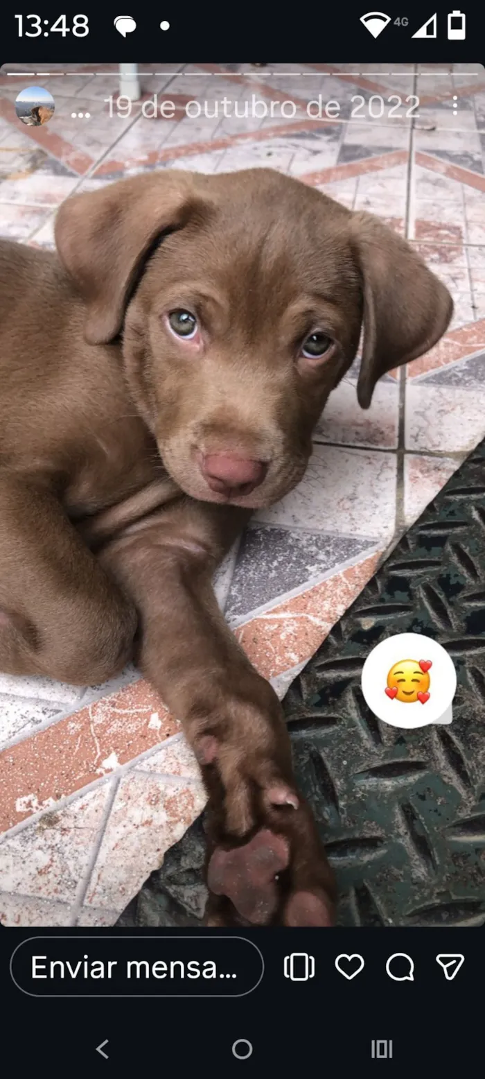 Cachorro raça Labrador idade 4 anos nome luke