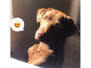 Cachorro raça Labrador idade 4 anos nome luke