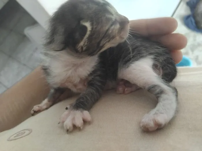 Gato raça SRD-ViraLata idade Abaixo de 2 meses nome não tem