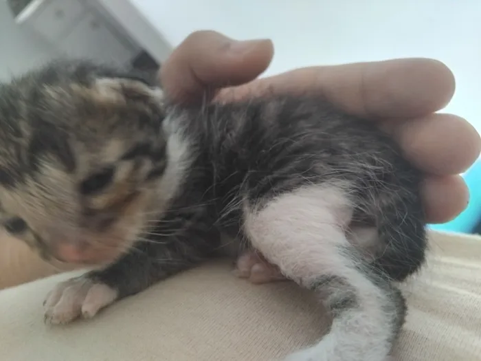 Gato raça SRD-ViraLata idade Abaixo de 2 meses nome não tem
