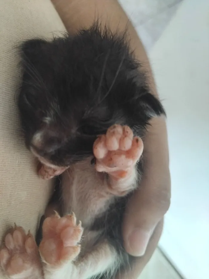 Gato raça SRD-ViraLata idade Abaixo de 2 meses nome não tem