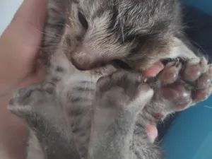 Gato raça SRD-ViraLata idade Abaixo de 2 meses nome não tem